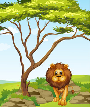 A lion under a tall tree