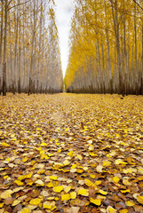 Country road through autumn trees