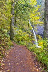 Fototapeta premium Foot path to Pony Tail falls in Oregon