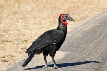 Ground hornbill walking along road © Alta Oosthuizen