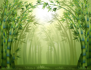 A green bamboo forest