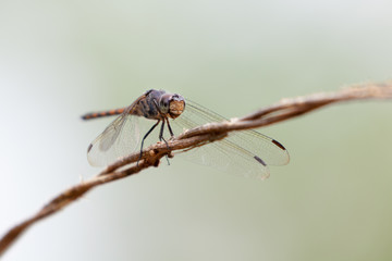 Odonata,dragonfly