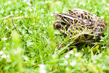 Dangerous burmese python could be found between the grasses