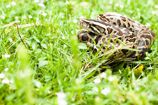 Dangerous burmese python could be found between the grasses