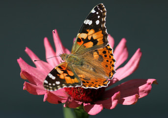 Naklejka premium butterfly Painted Lady sitting on flower (zinnia)