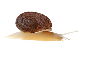 snail