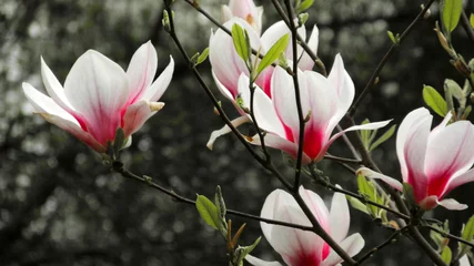 Keuken foto achterwand Magnolia magnolia
