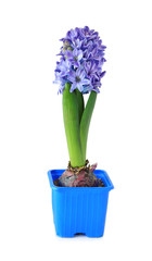 Single blue hyacinth, isolated on white