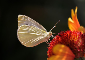 close up of white cabbage butterfly on flower