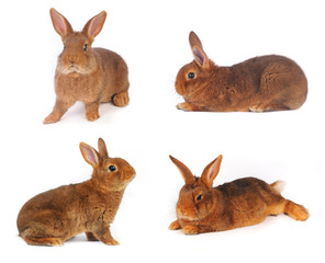 Brown Rabbit