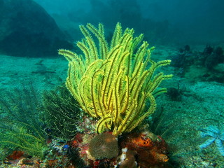 Naklejka premium Sea lily of the Philippine sea