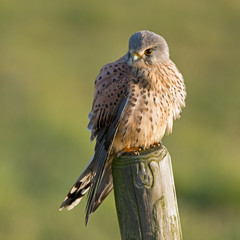 Common European Kestrel