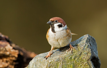 Tree Sparrow on a stone