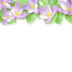 薄紫の花と緑の葉のフラワーアレンジメント