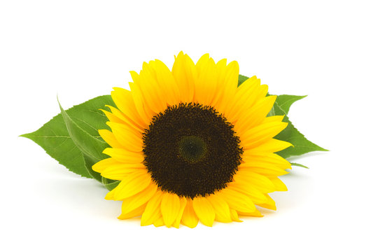 sunflower on white background (Helianthus)