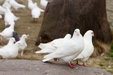 weiße Tauben