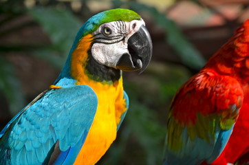 Blue and Yellow Macaw