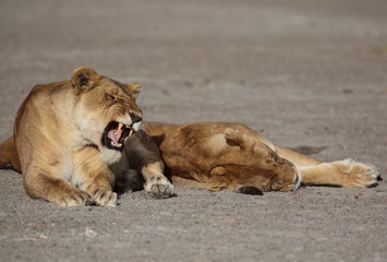 Fototapeta na wymiar Lionesses yawning