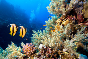 Naklejka na ściany i meble Podwodny obraz rafy koralowej i Masked Butterfly Fish