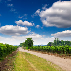 Fototapeta na wymiar vineyard landscape in Hungary