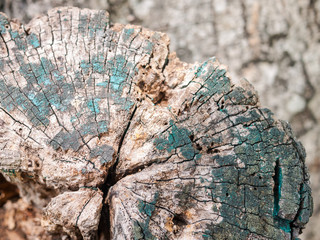 Wood stump with lichen