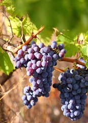 wine grape