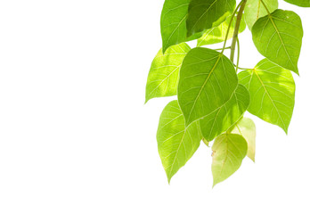 Bo leaves isolated on white