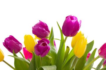 yellow and violet tulips