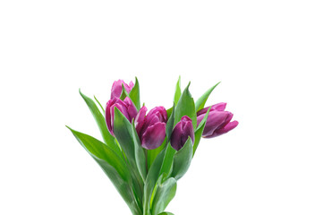 Naklejka na ściany i meble Violet tulips