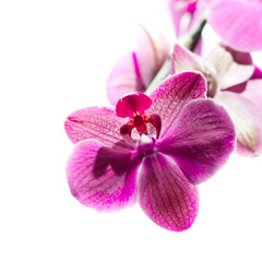 Pink orchid flower