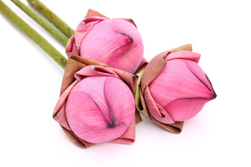 Close up pink lotus on white background