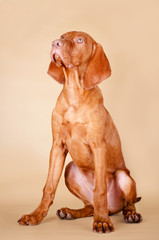 vizsla dog portrait