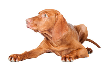 viszla puppy dog lying down portrait