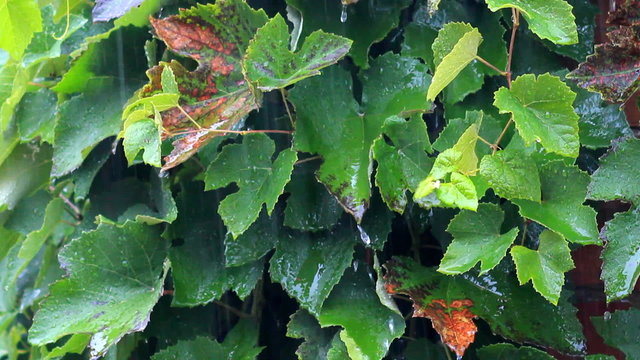 A rain flows on a vine