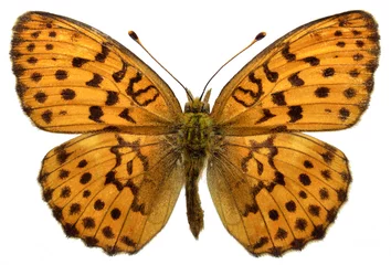 Photo sur Plexiglas Papillon Isolated Marbled Fritillary butterfly