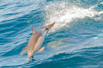 Stickers pour porte Dauphins dauphins sautant