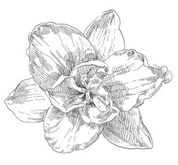Hand drawing flower