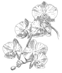 Hand drawing orchid flower