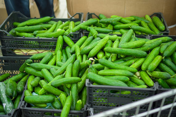 Bunch of long cucumbers in boxes in supermarket