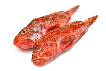Redfish
