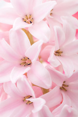 Pink hyacinth