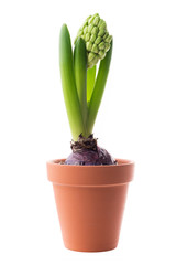 Hyacinth in a flower pot