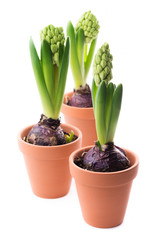 Three green hyacinths