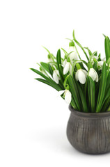 Beautiful bouquet of snowdrops