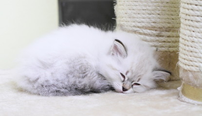 Cucciola di gatto siberiano color neva, sul tiragraffi - obrazy, fototapety, plakaty