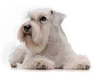white miniature schnauzer puppy