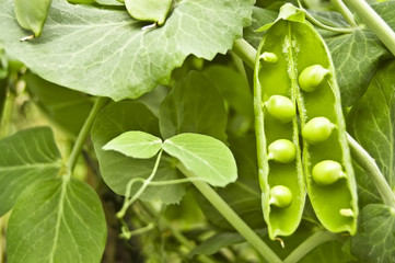 green peas