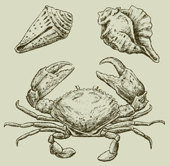 crab and seashells