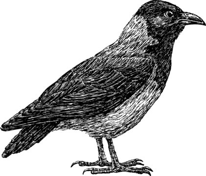 crow