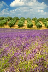 Colors of Provence